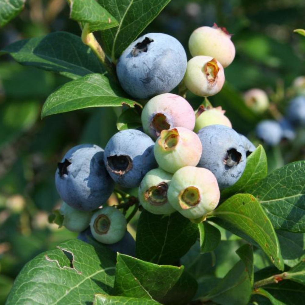 Blueberry 'Becki Blue'