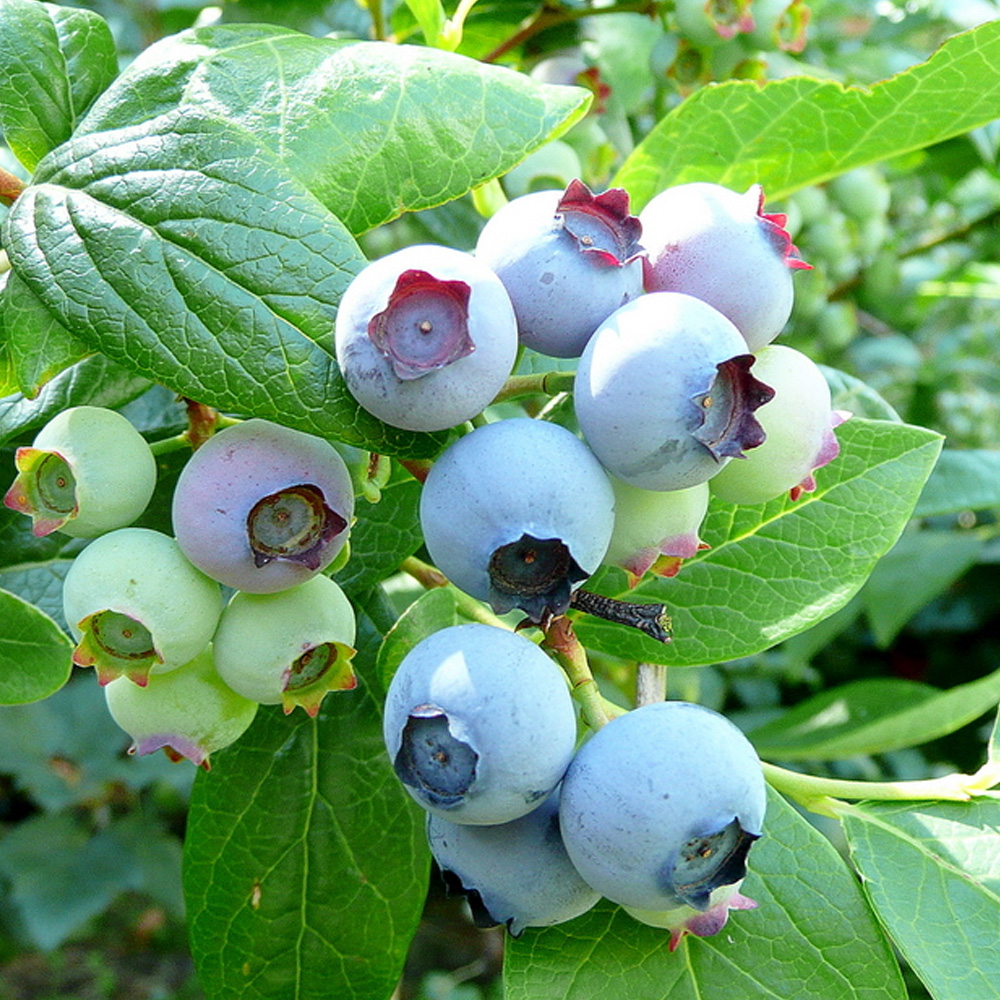 Blueberry 'Bless Your Heart'