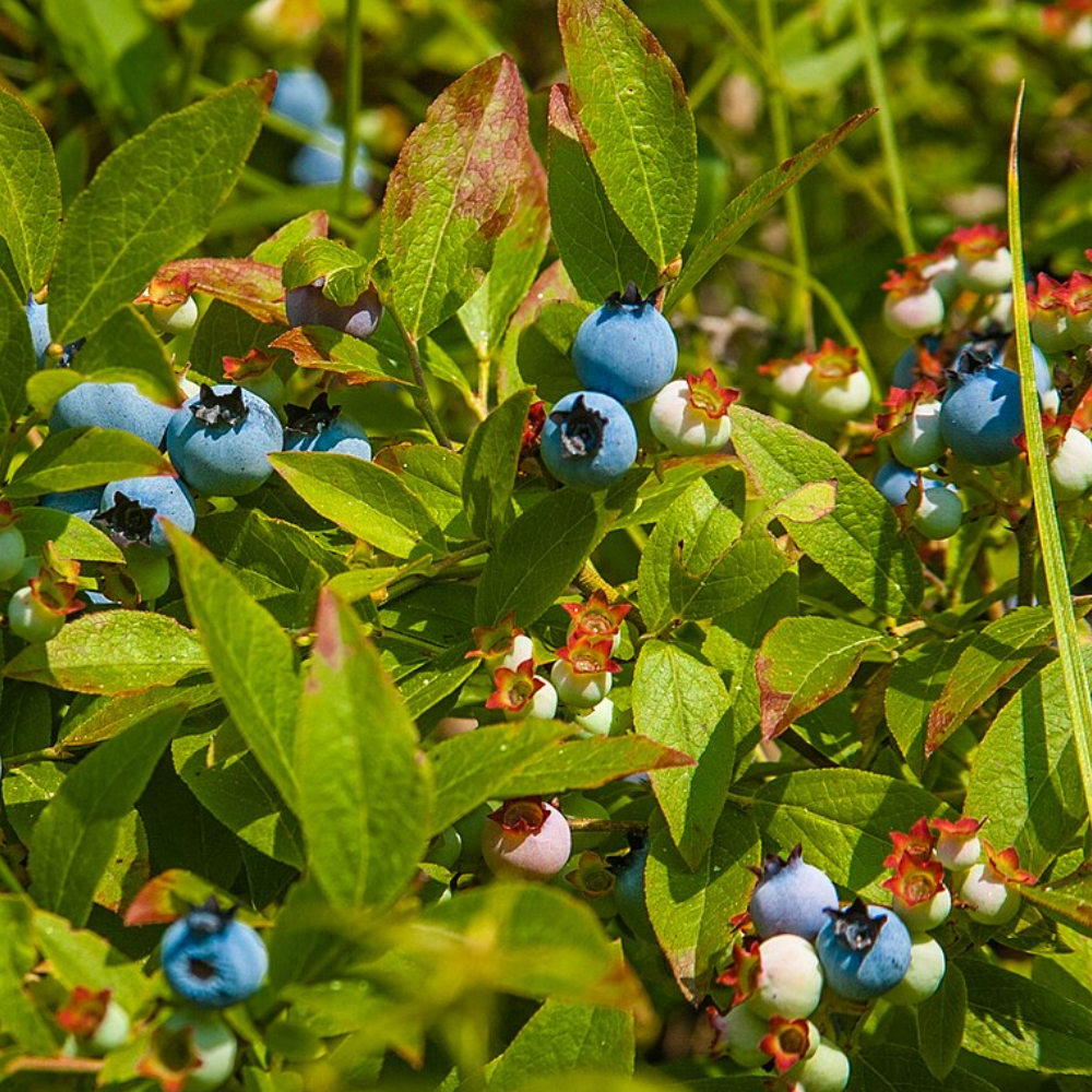 Blueberry 'Climax'