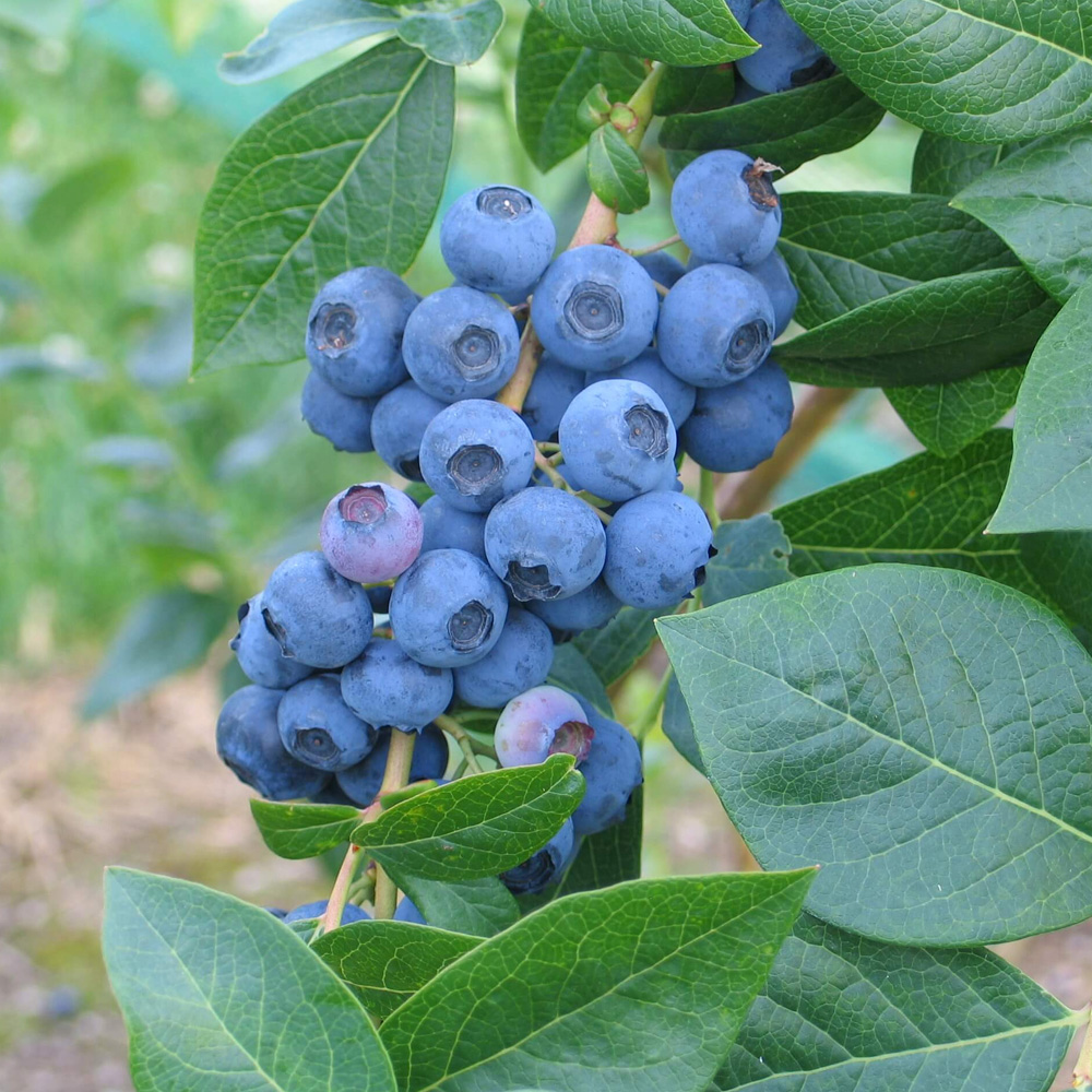 Blueberry 'Duke'
