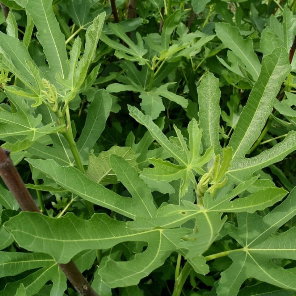 Fig 'Little Miss Figgy'