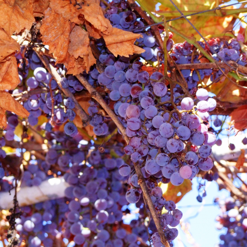 Grape Vine Concord