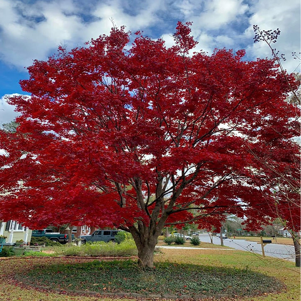 Japanese Maple 'Bloodgood'