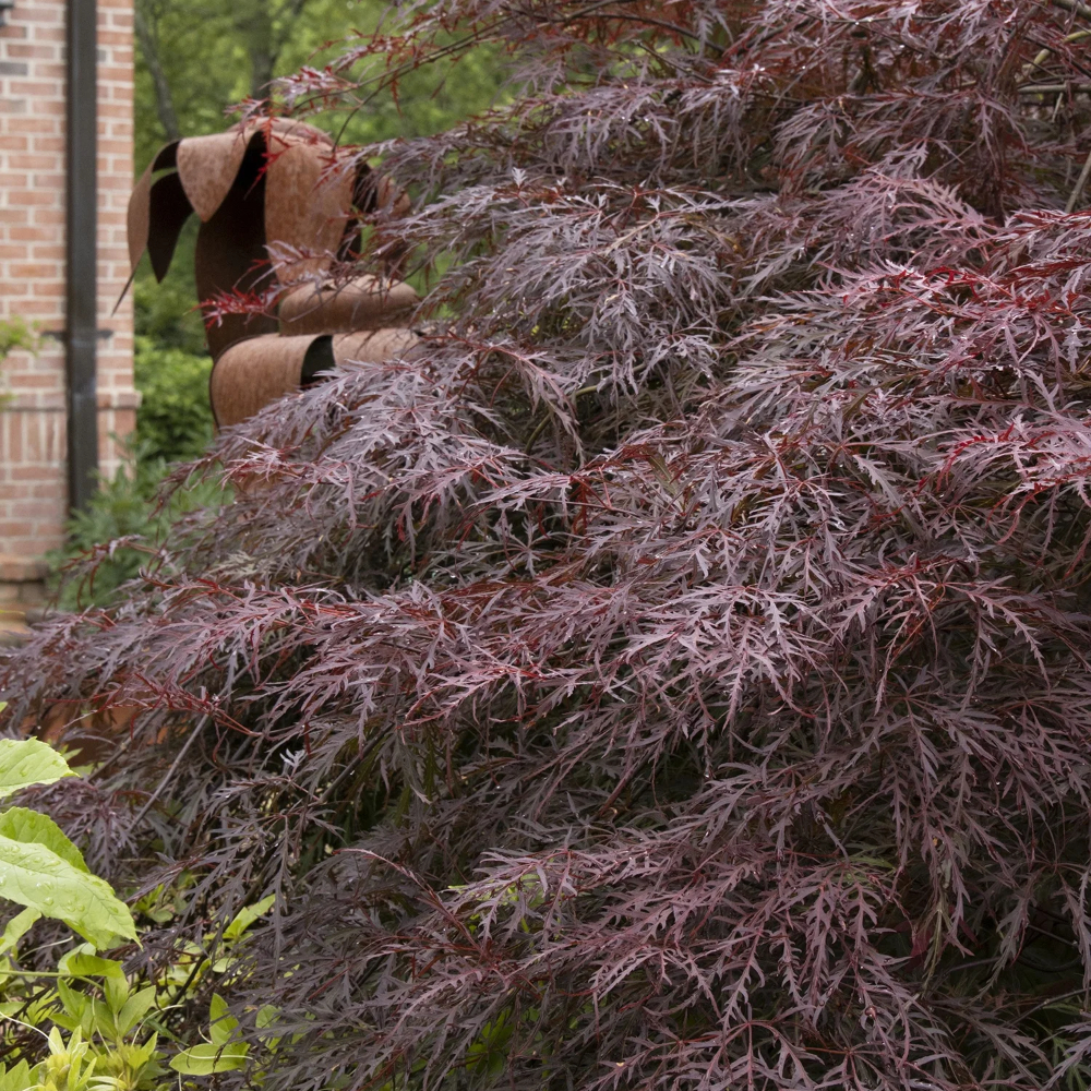 Japanese Maple 'Crimson Queen'