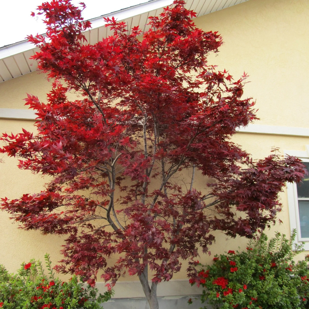 Japanese Maple 'Emperor I'