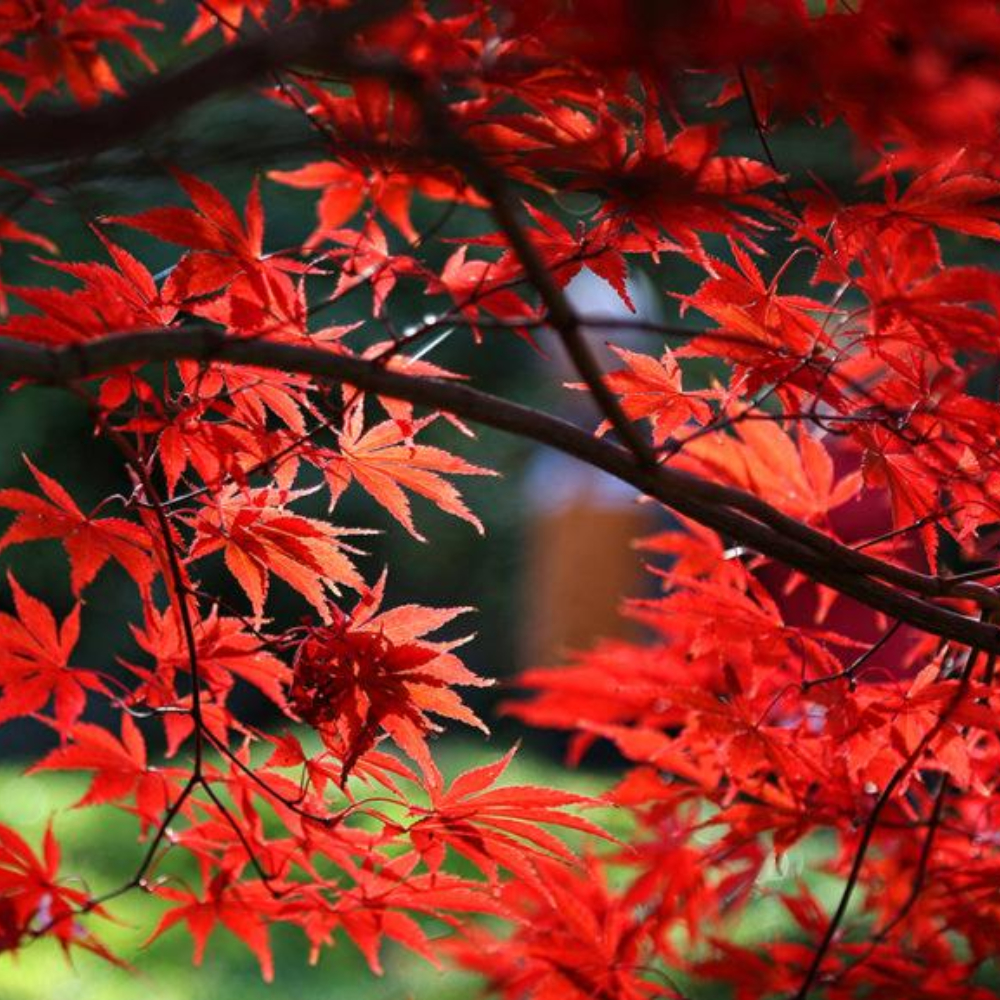Japanese Maple 'Fireglow'