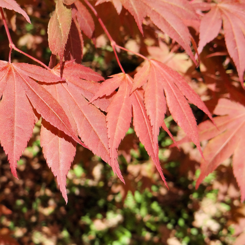 Japanese Maple 'Moonfire'