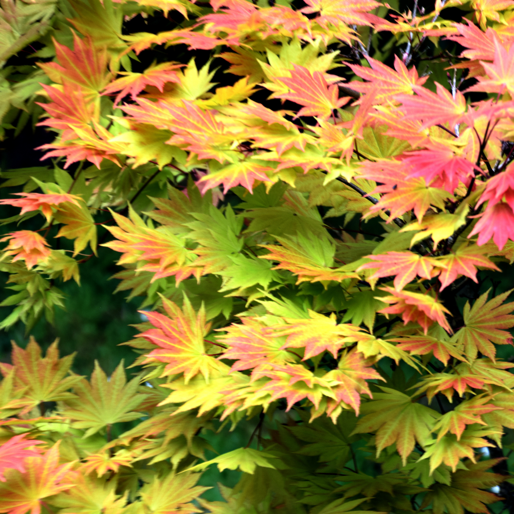 Japanese Maple 'Moonrise'