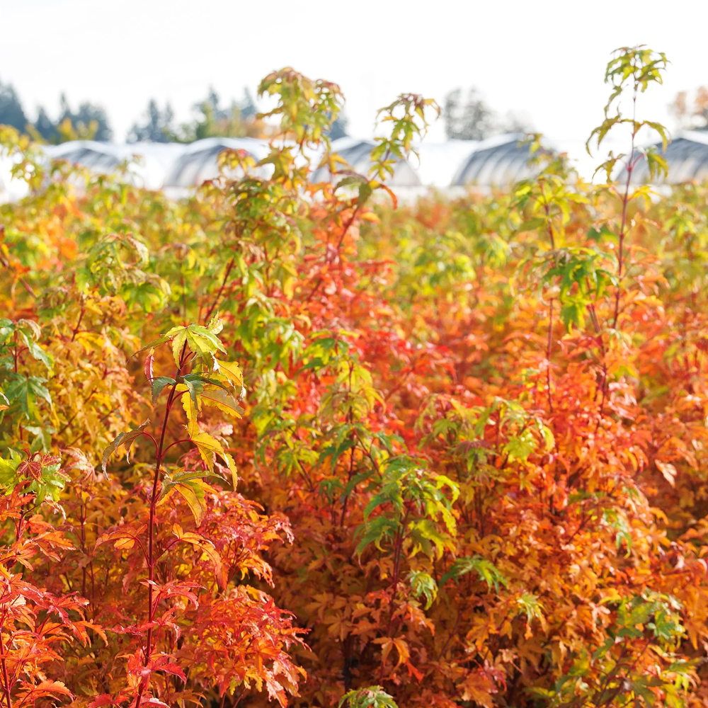 Japanese Maple ‘Sango Kaku’