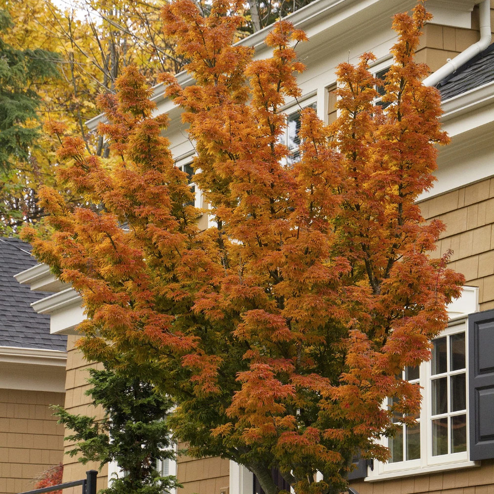 Japanese Maple ‘Shishigashira’