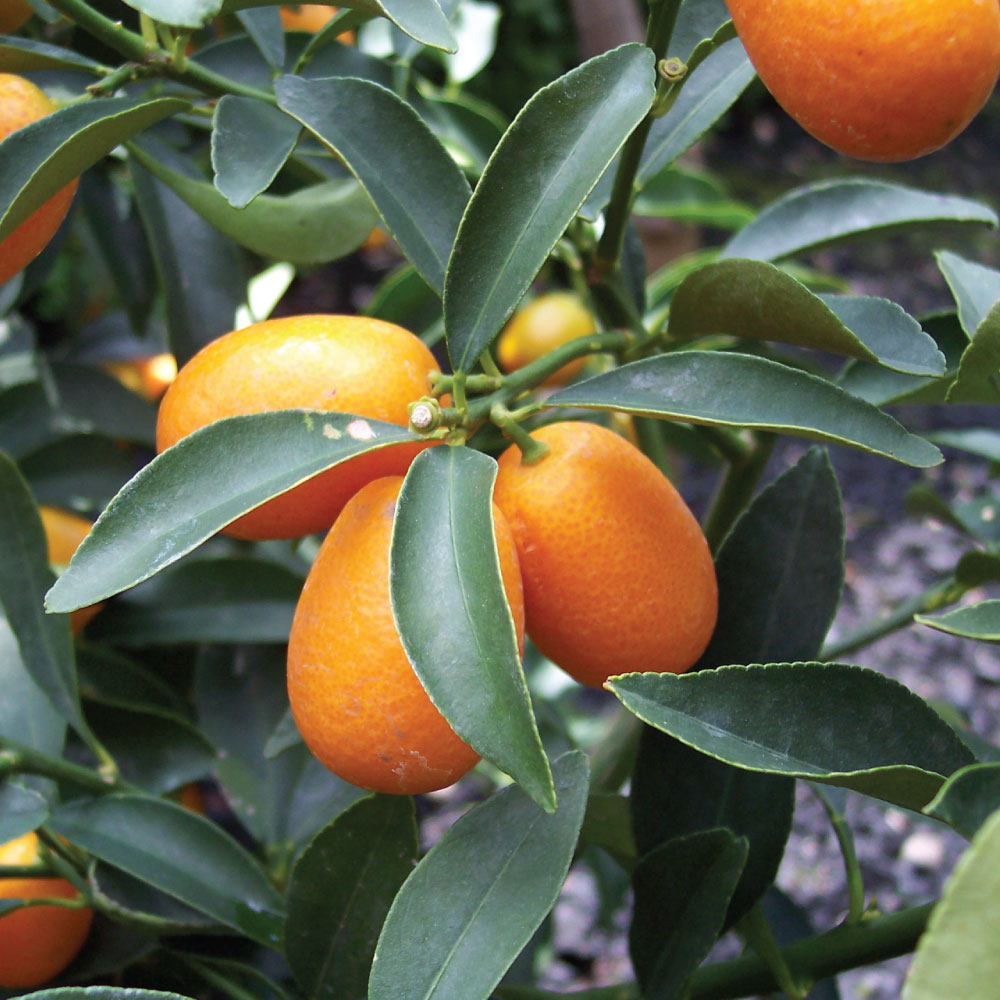 Kumquat 'Nagami'