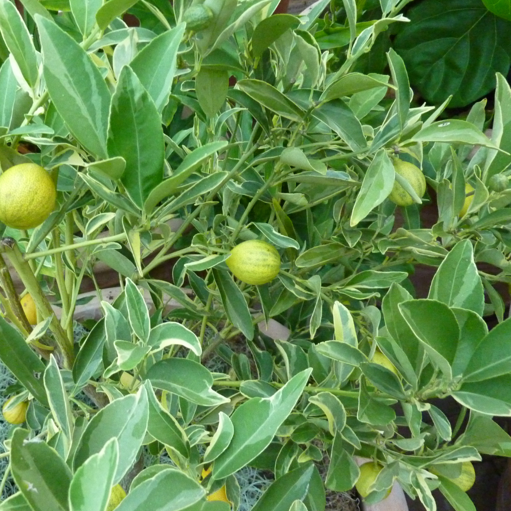 Kumquat 'Centennial Variegated'