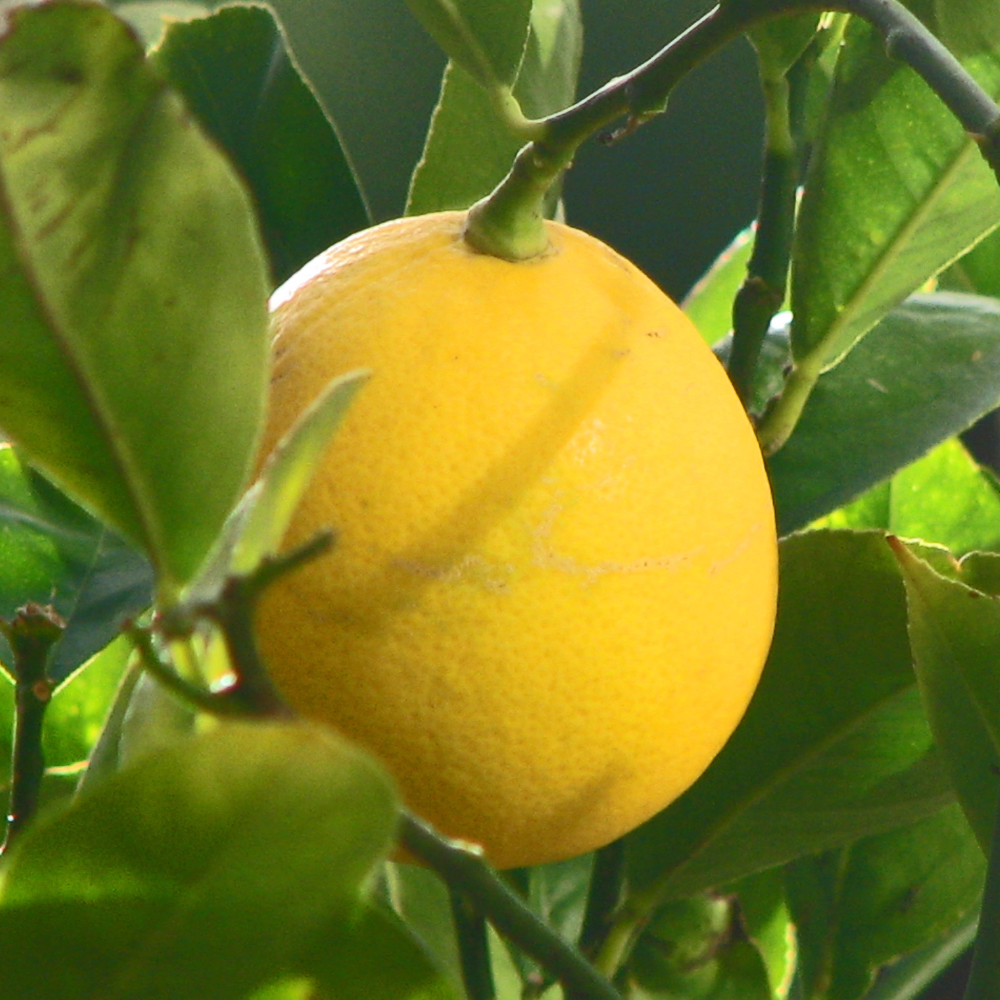 Lemon 'Meyer'