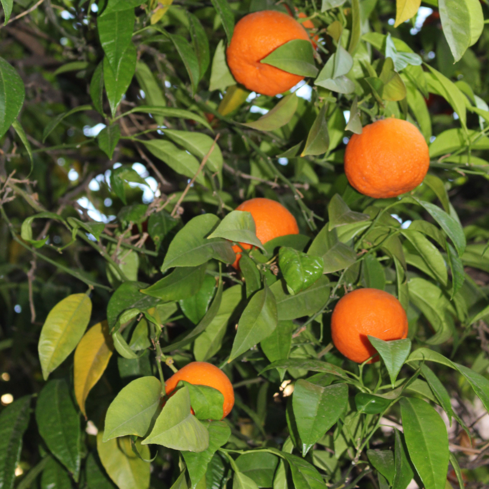 Orange 'Navel'