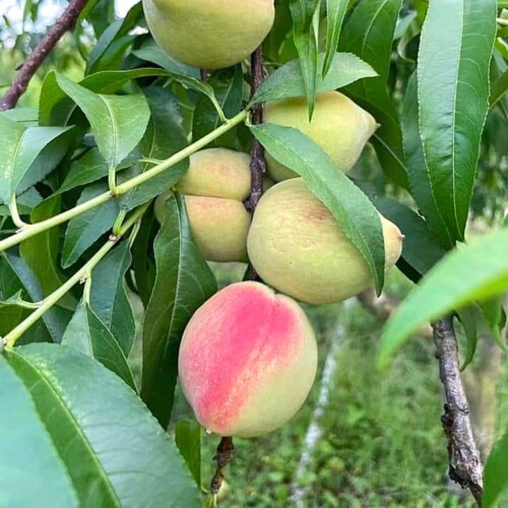 Peach 'Belle of Georgia'