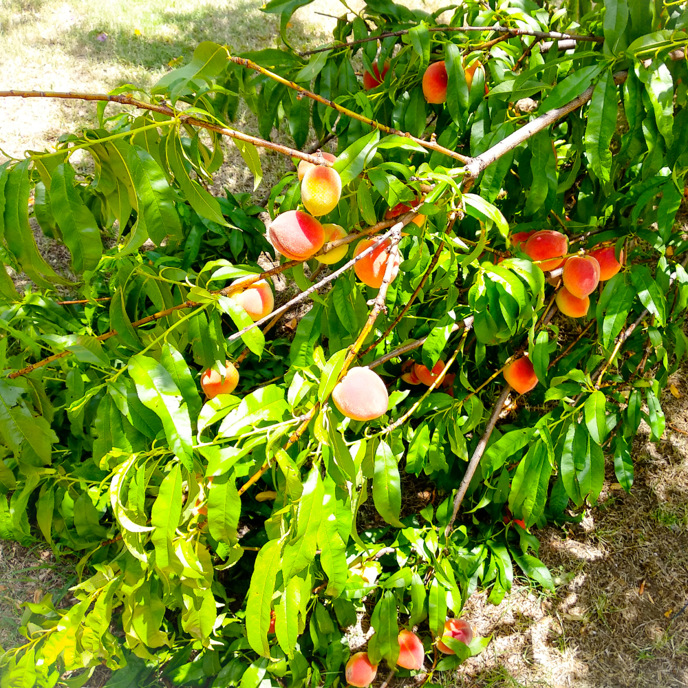 Peach 'Florida King'