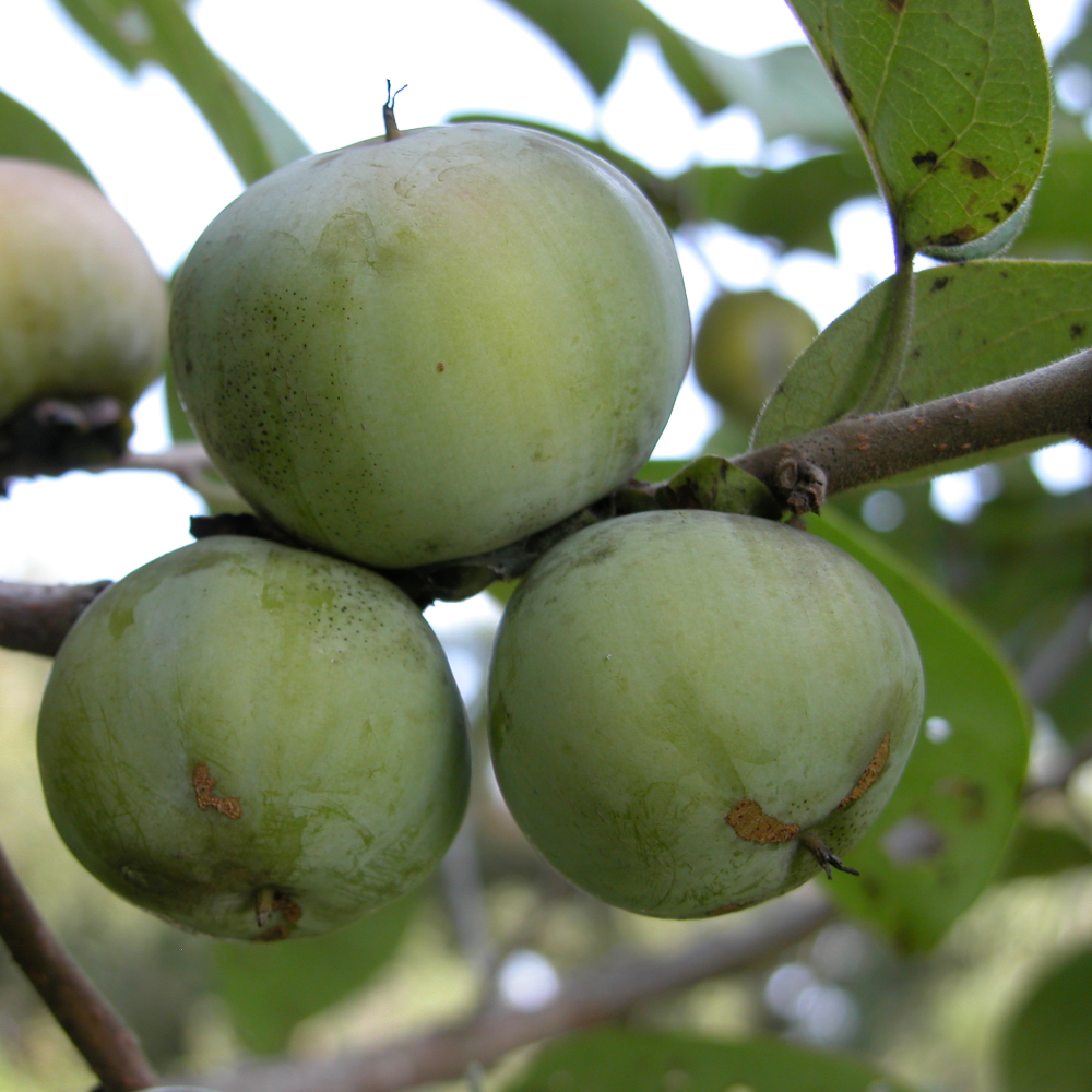 Persimmon 'American'