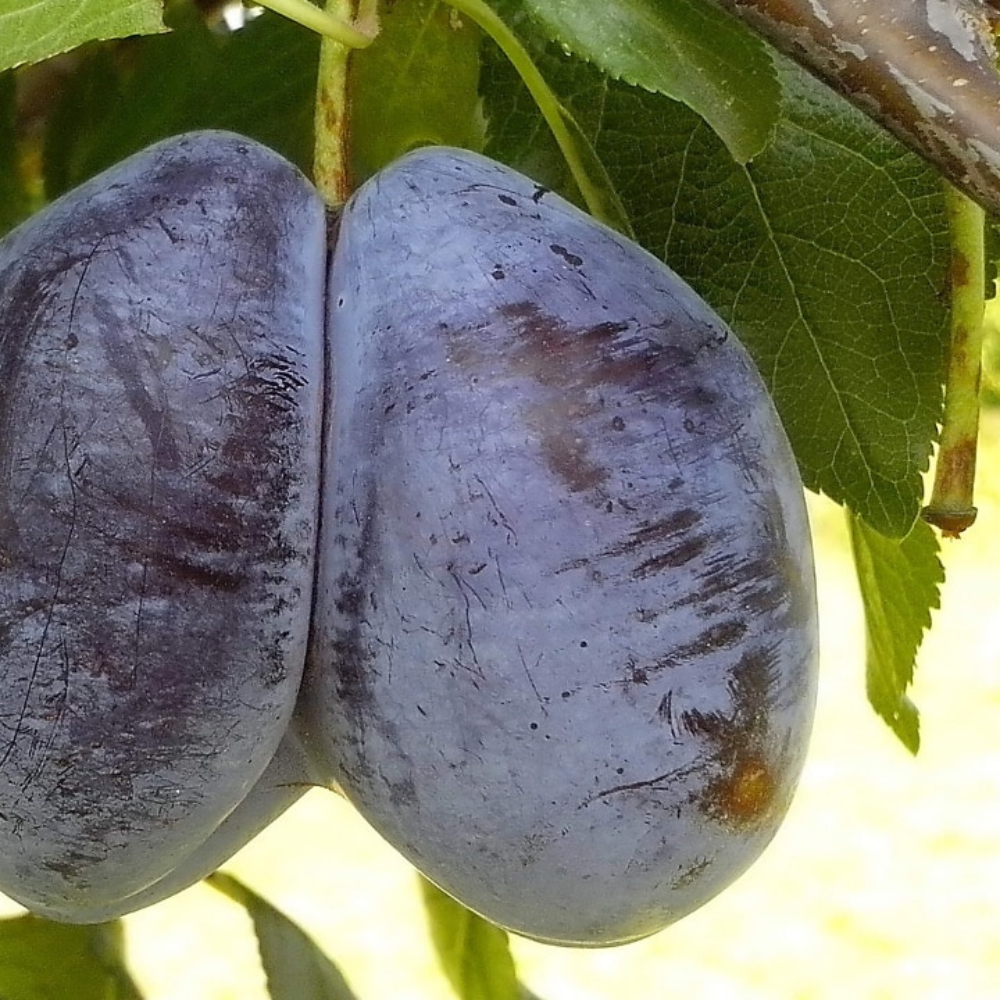 Plum 'Bruce'