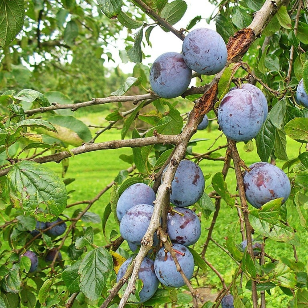 Plum 'Burbank'