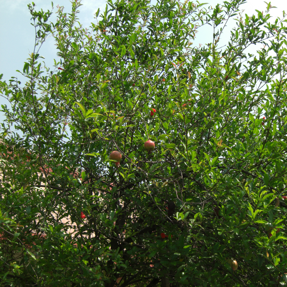 Pomegranate 'Wonderful'