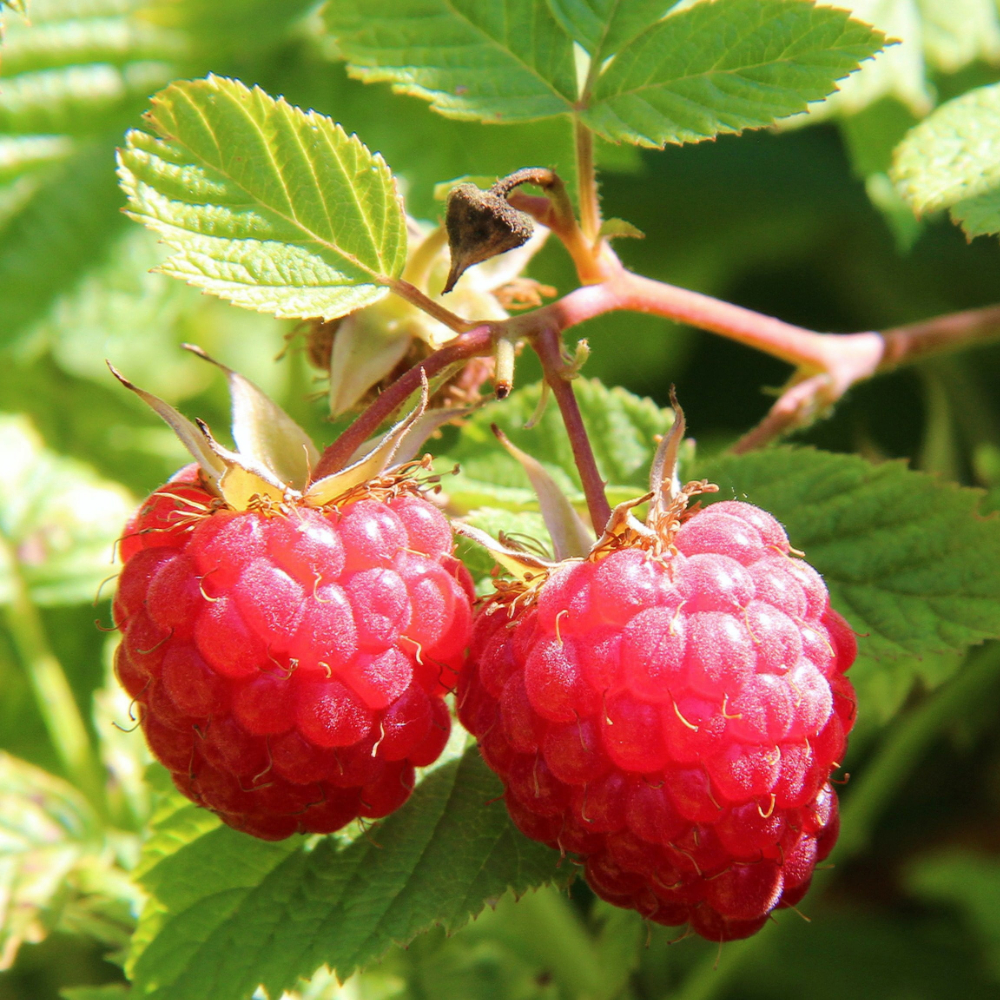 Raspberry 'Nantahala'