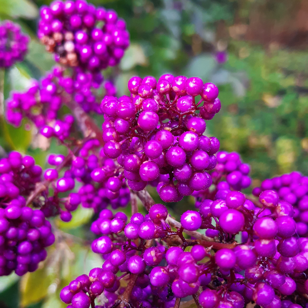 Beautyberry ‘American’