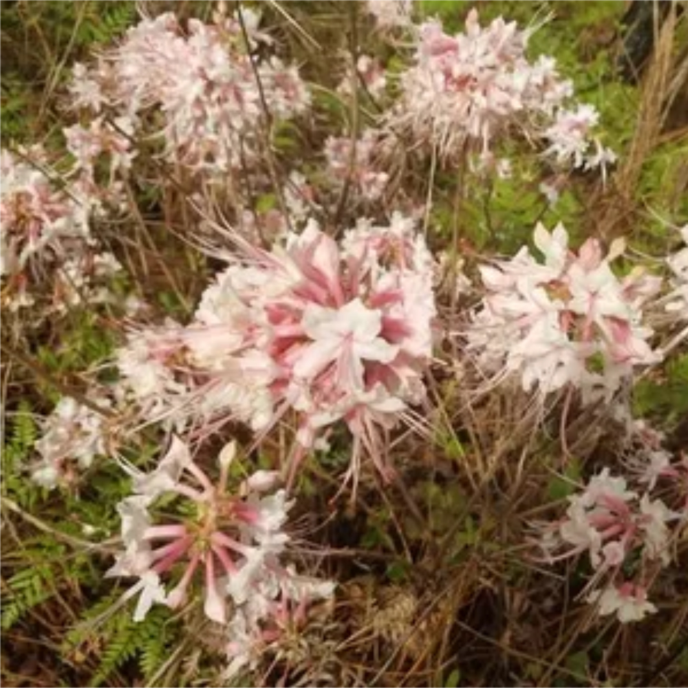 Azalea ‘Piedmont’