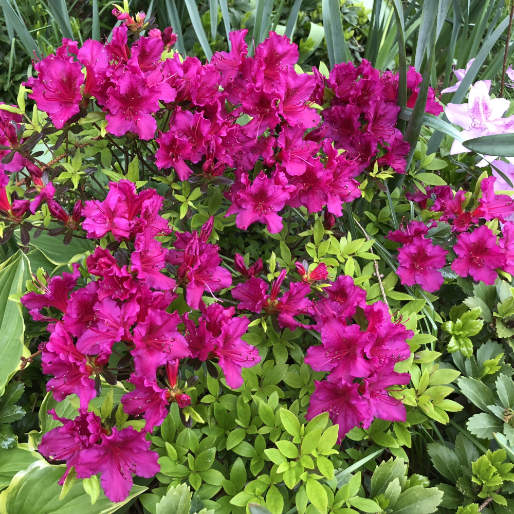 Azalea ‘Girard Fuchsia’
