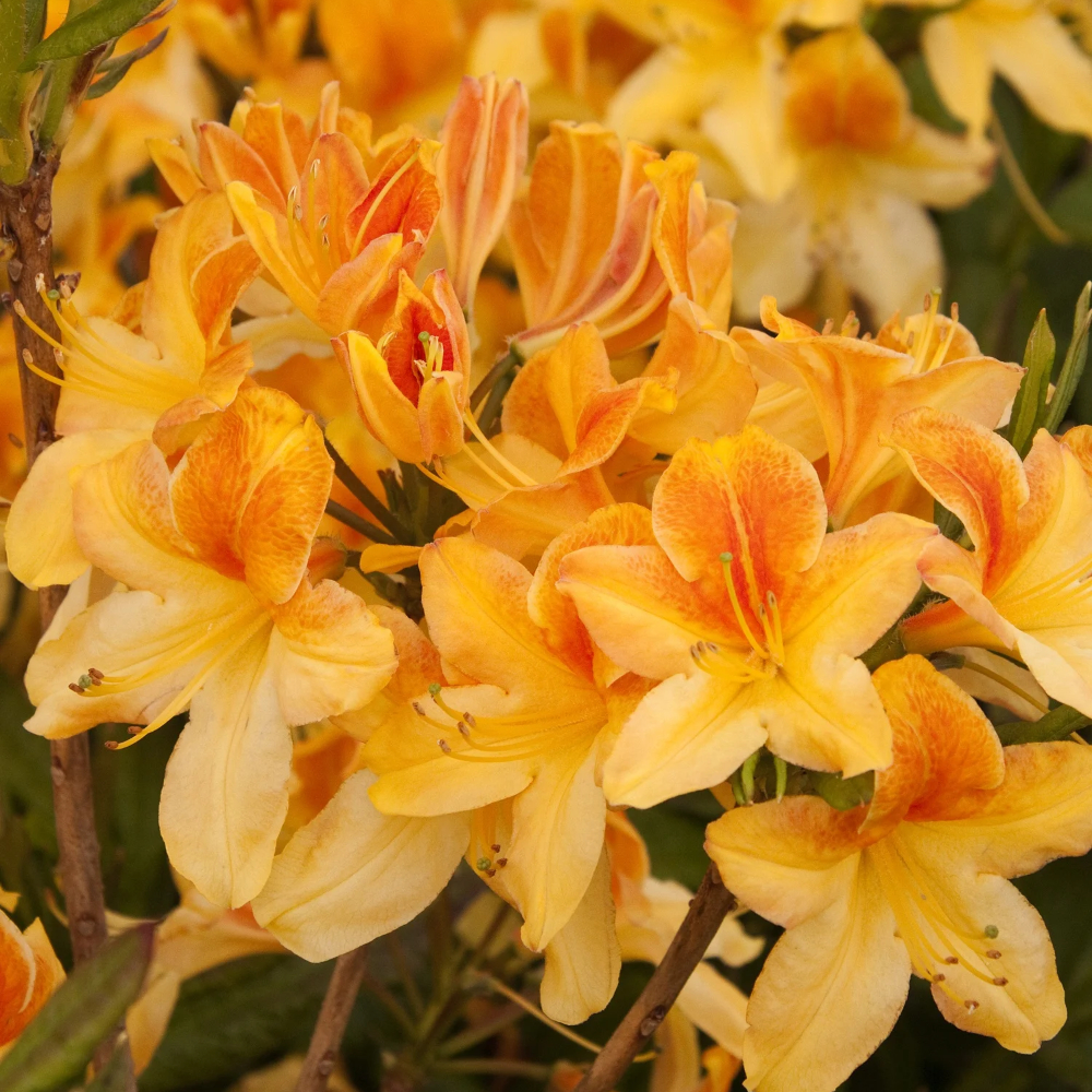 Azalea 'Golden Flare'