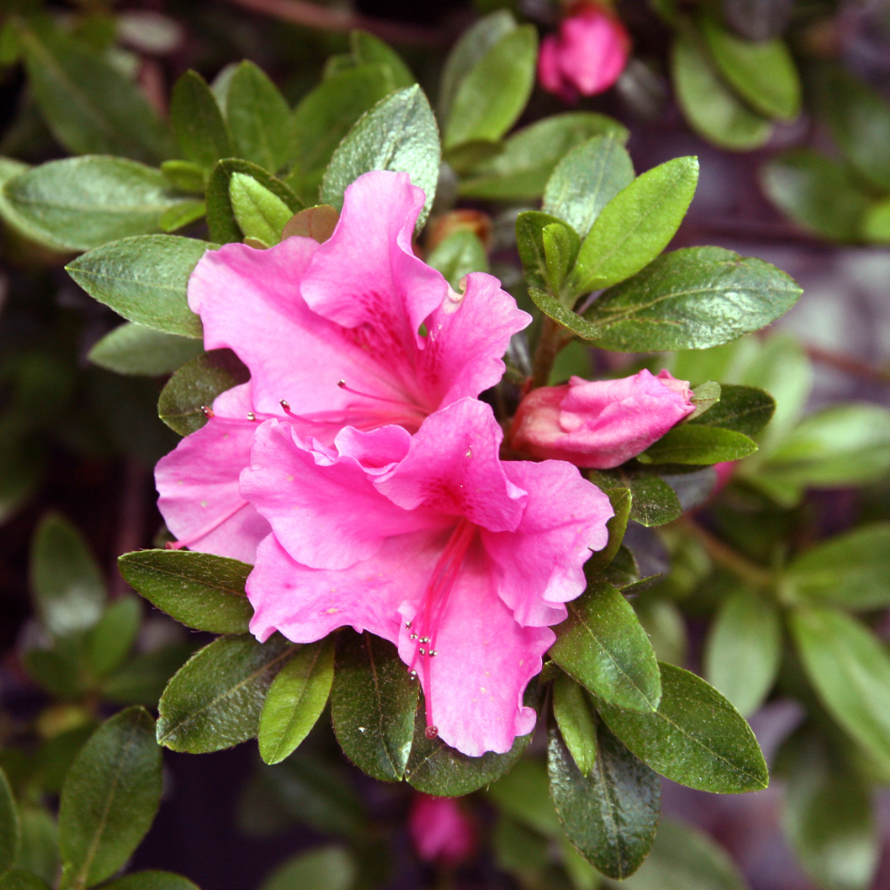Azalea Gumpo Pink