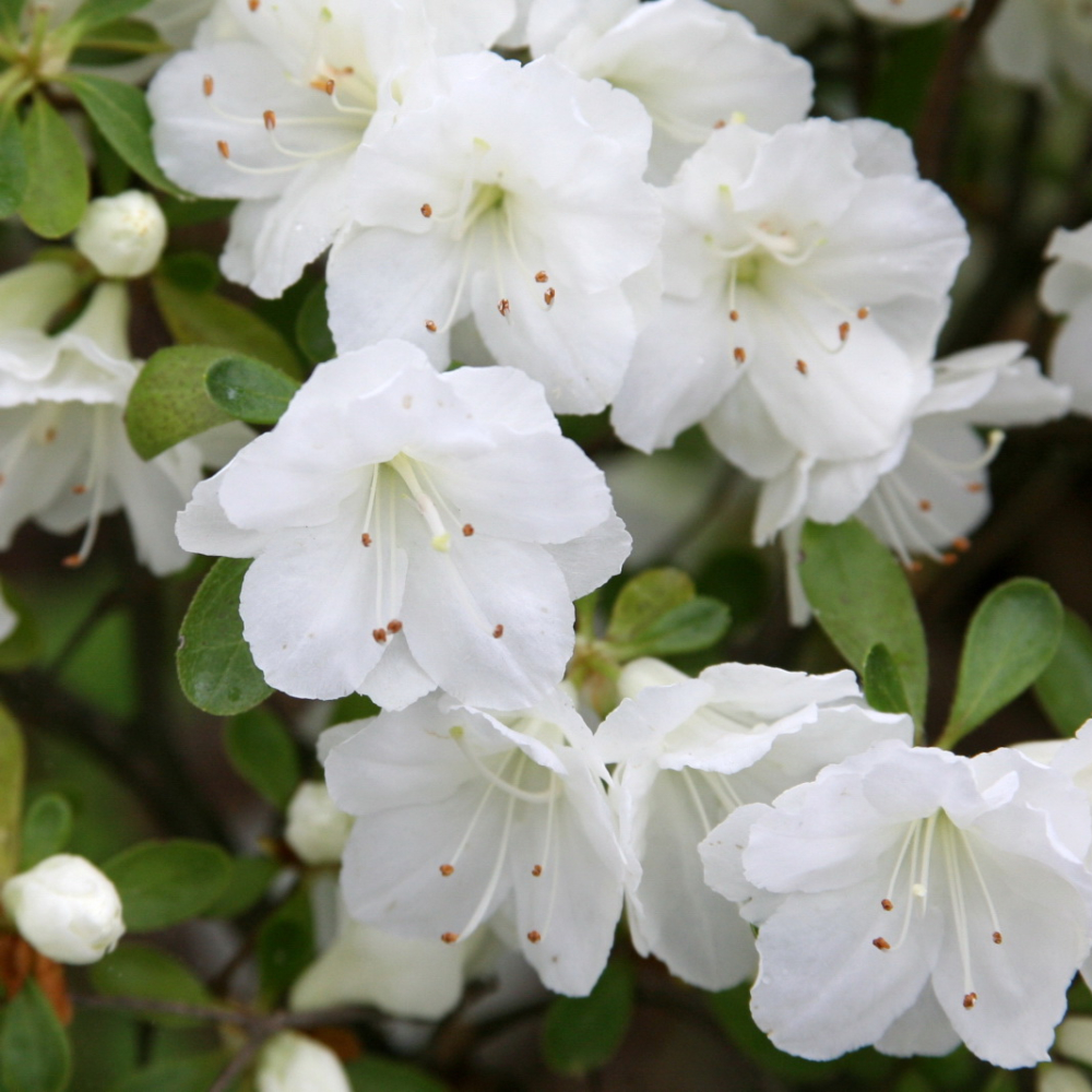 Azalea ‘Gumpo White’