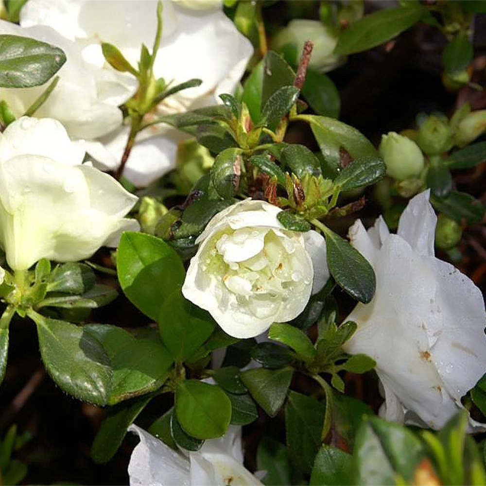 Azalea ‘Hardy Gardenia’