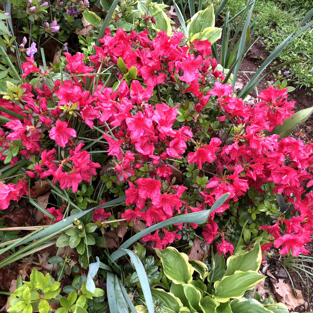 Azalea ‘Johanna’