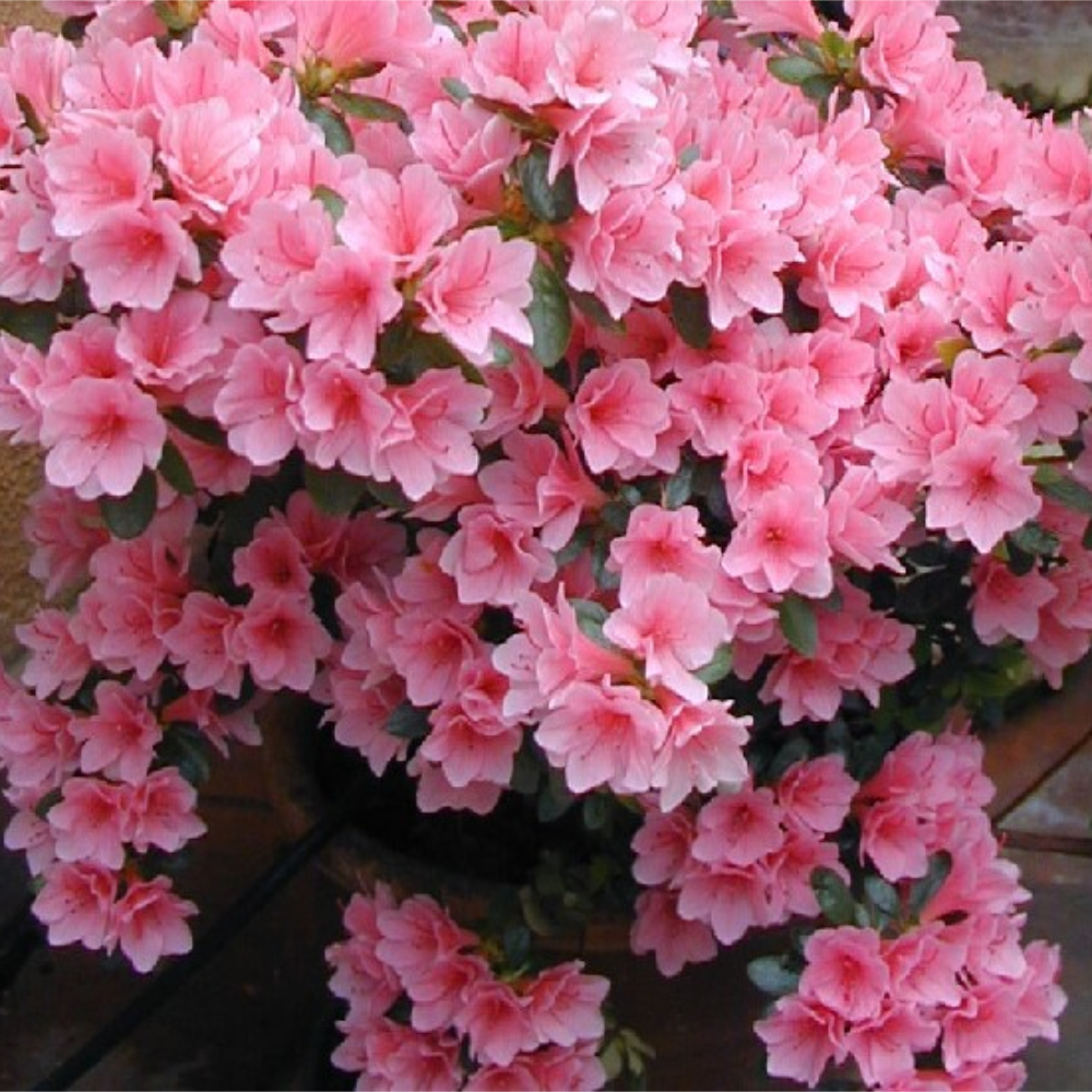 Azalea ‘Pink Ruffles’