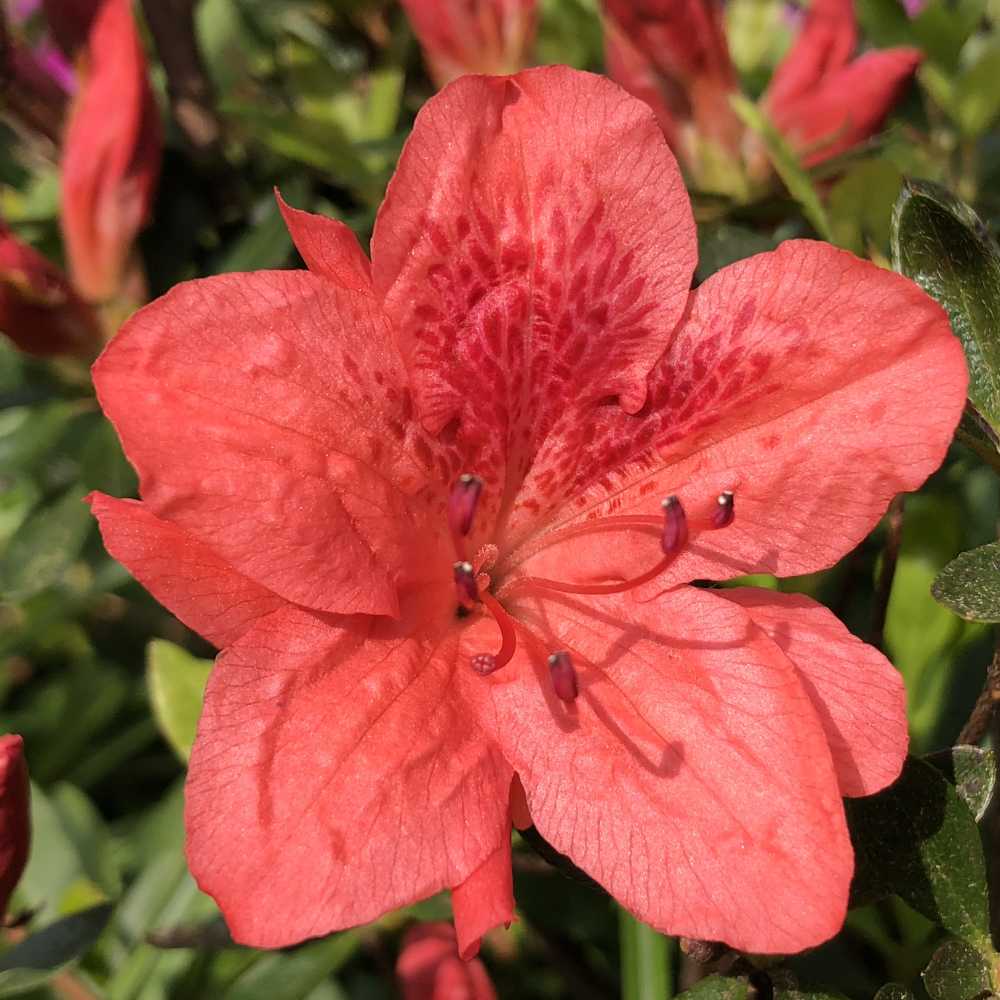Azalea ‘Red Fashion’