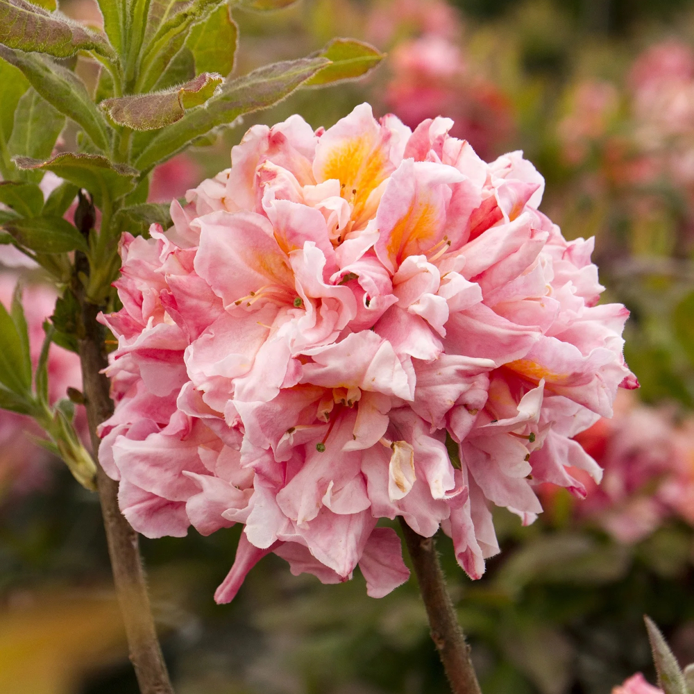 Azalea ‘Sunset Pink'