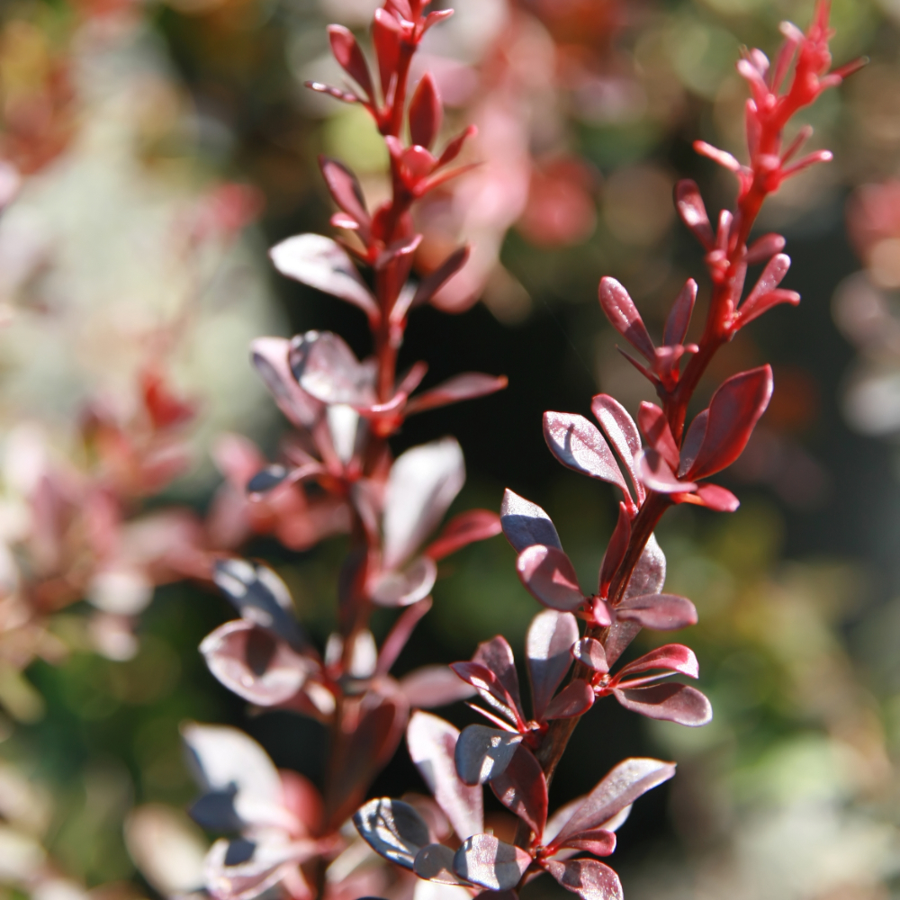Barberry ‘Crimson Pygmy’