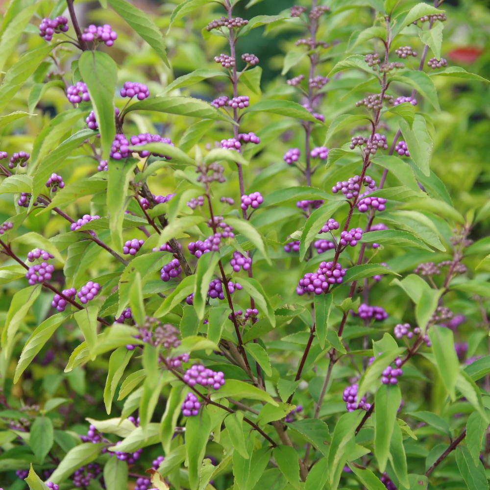Beautyberry ‘Early Amethyst’