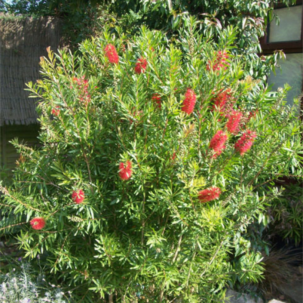 Bottlebrush ‘Red Cluster’