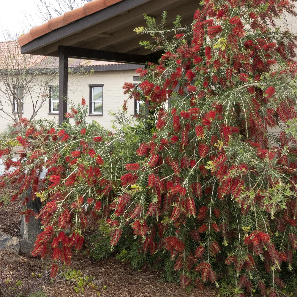 Bottlebrush ‘Slim’