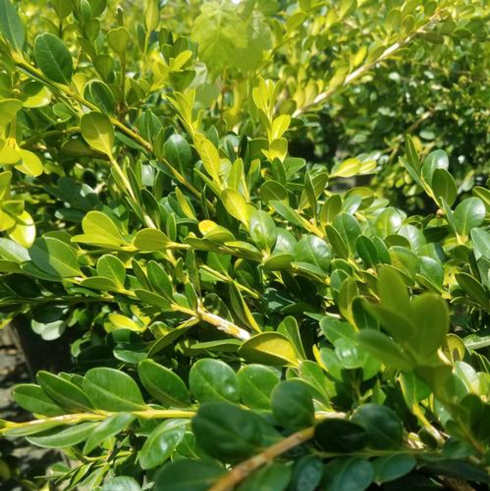 Boxwood ‘Unraveled’