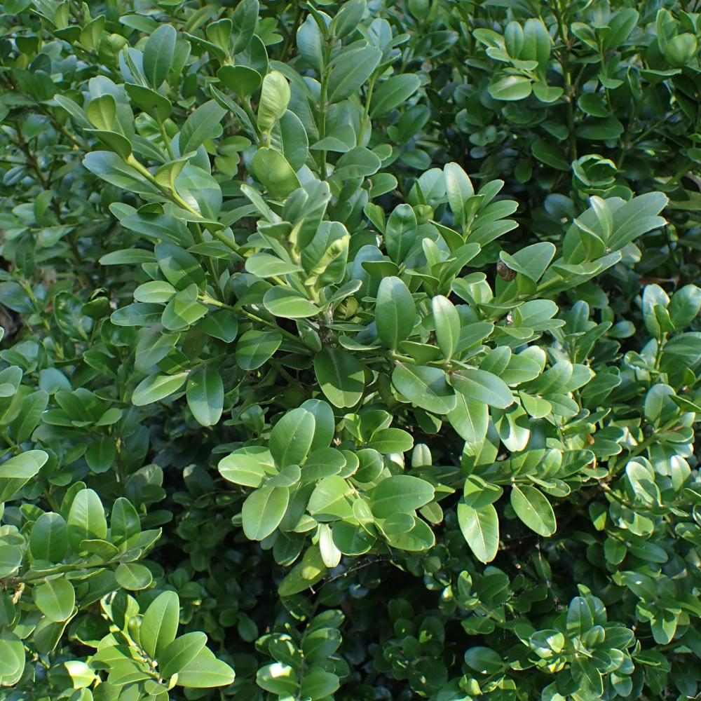 Boxwood ‘Baby Gem’