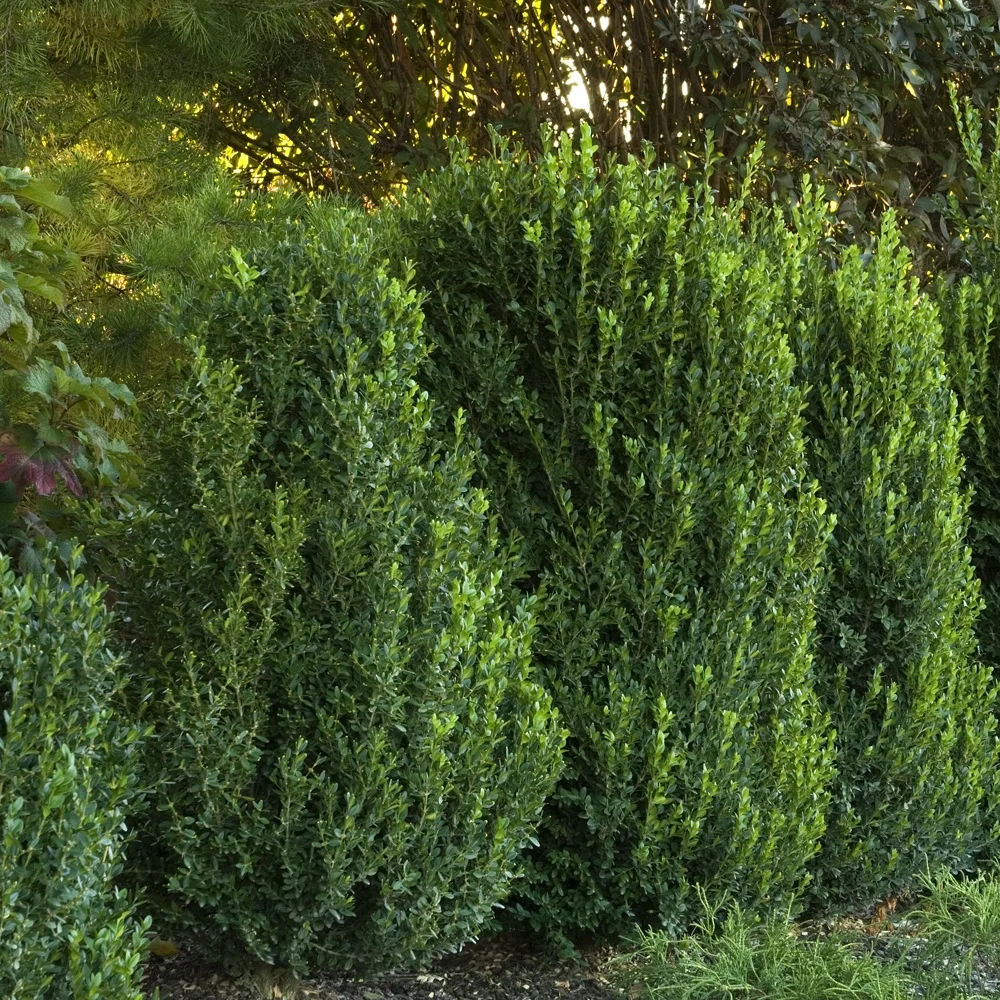 Boxwood ‘Green Mountain’