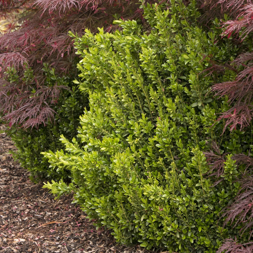 Boxwood ‘Wee Willie Korean’