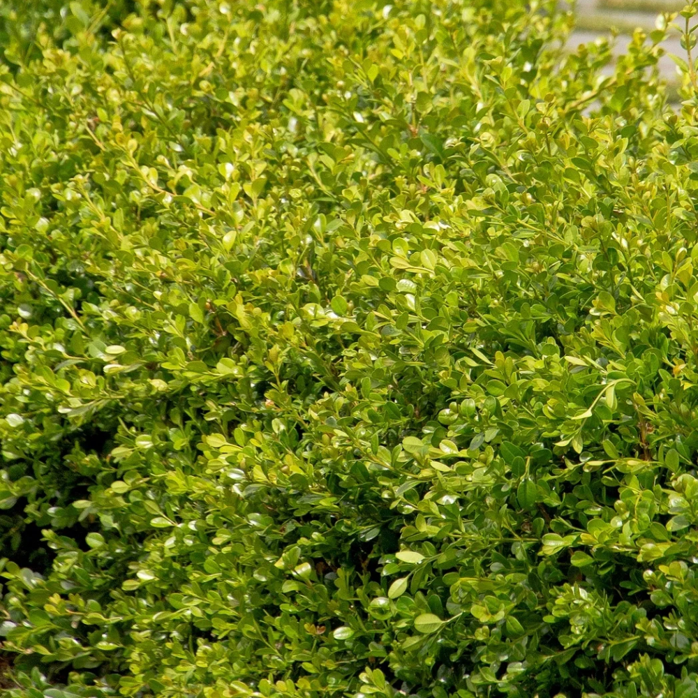 Boxwood ‘Winter Gem’