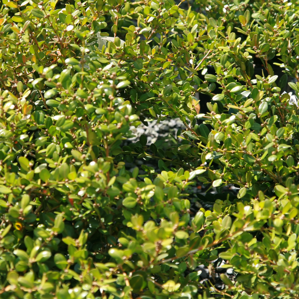 Boxwood ‘Wintergreen’