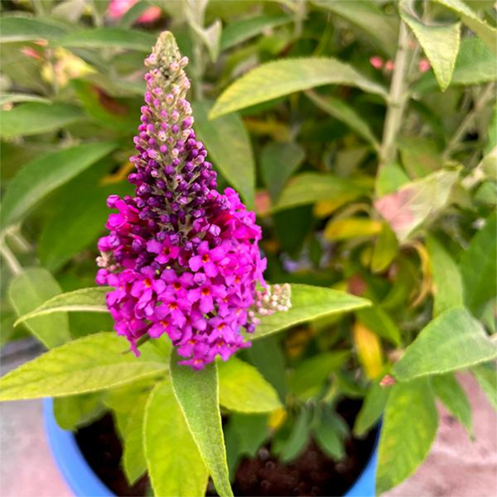 Butterfly Bush Birthday Cake