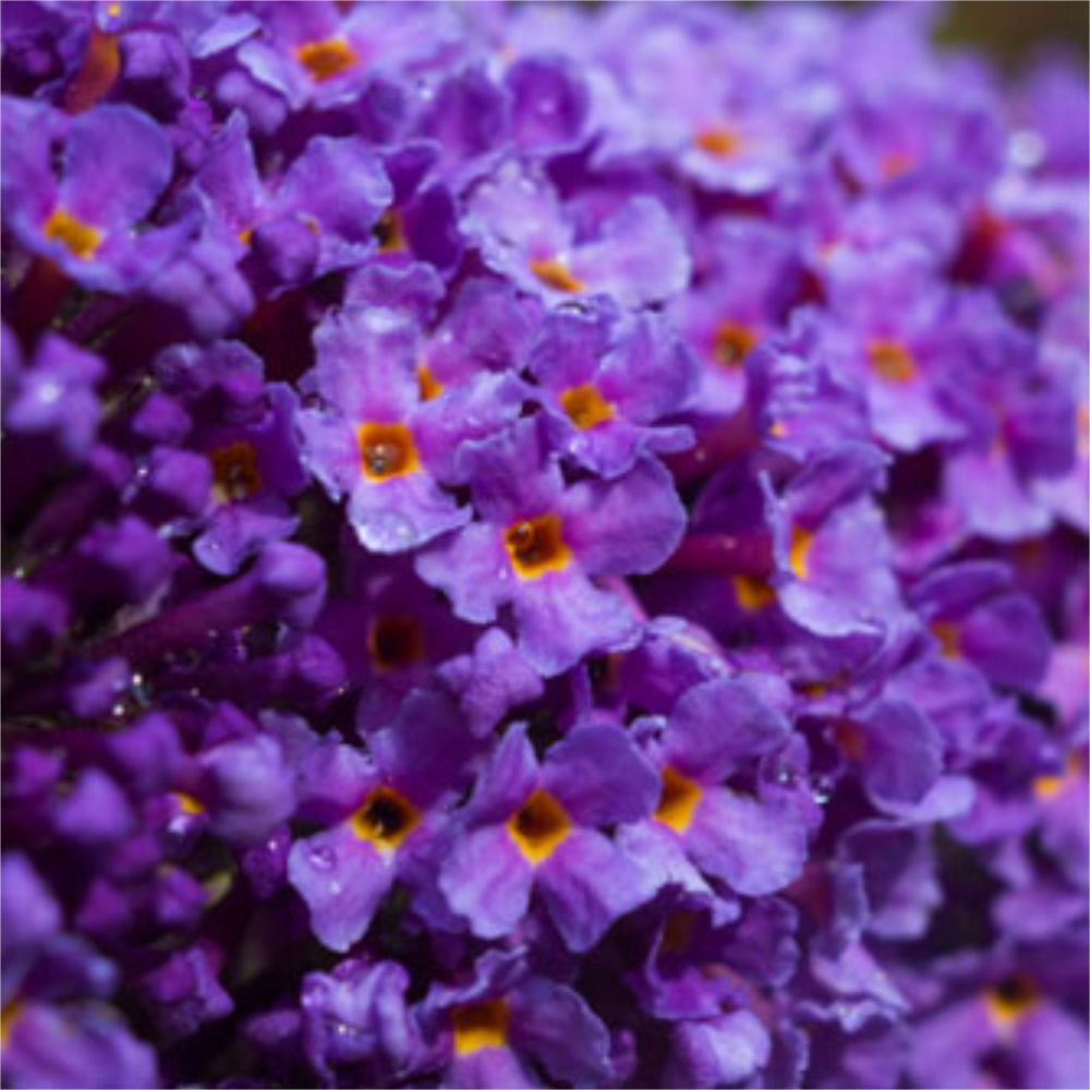 Butterfly Bush 'Buzz Midnight'