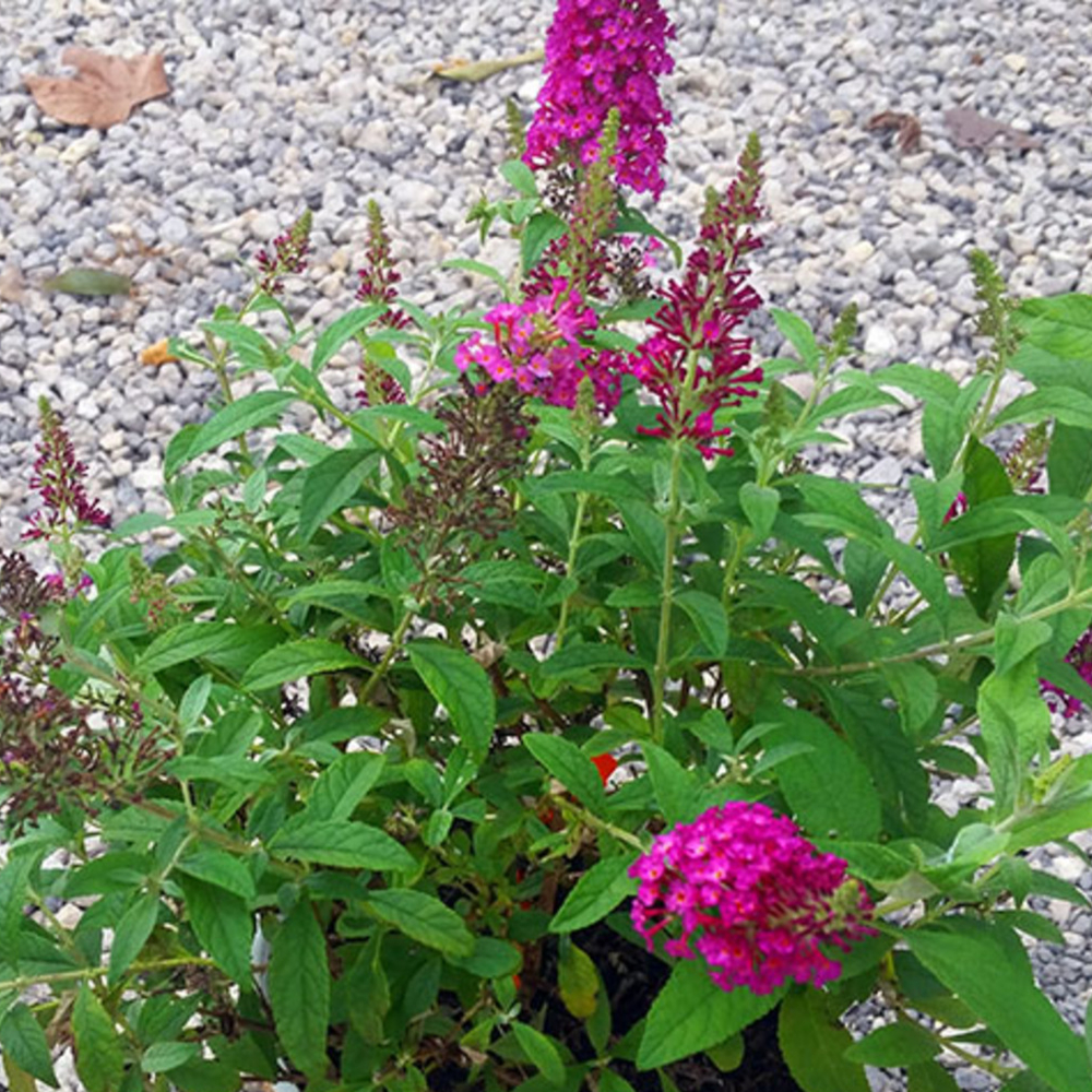 Butterfly Bush 'Raspberry Eyes'