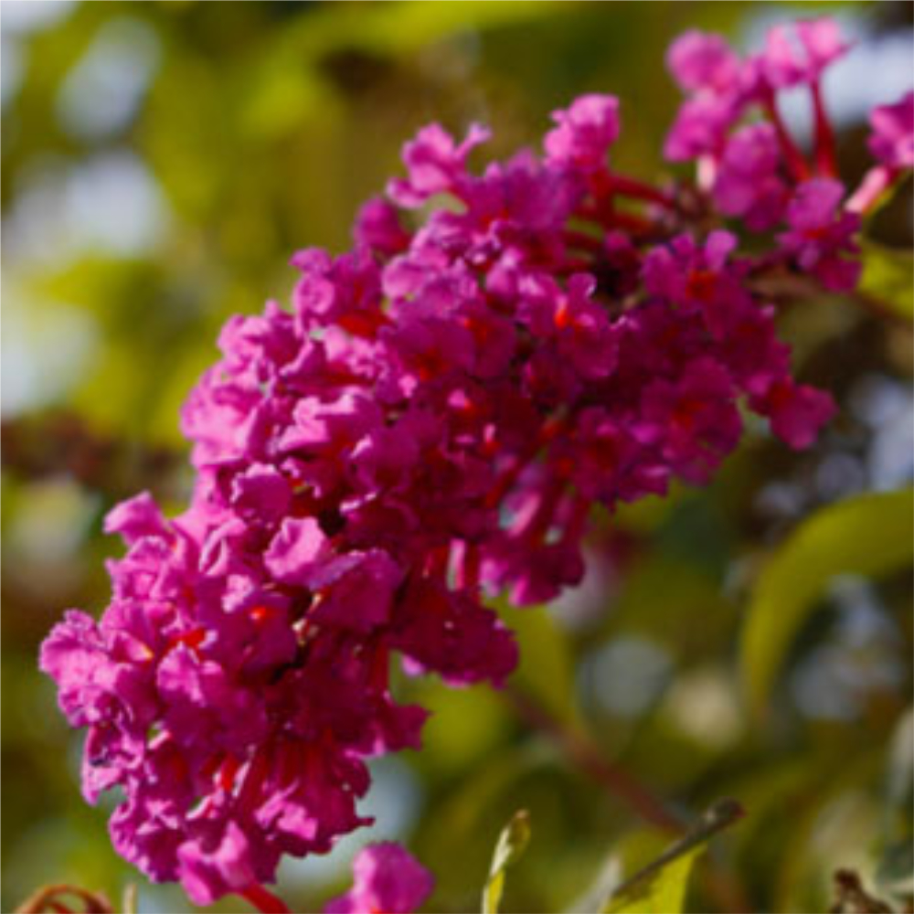 Butterfly Bush 'Buzz Velvet'